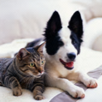 ペットリフォーム